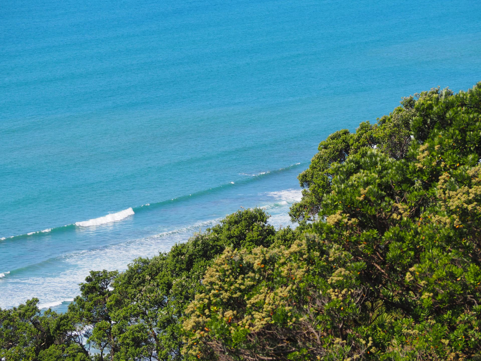 Wave and native bush Sustainable Seas 2020